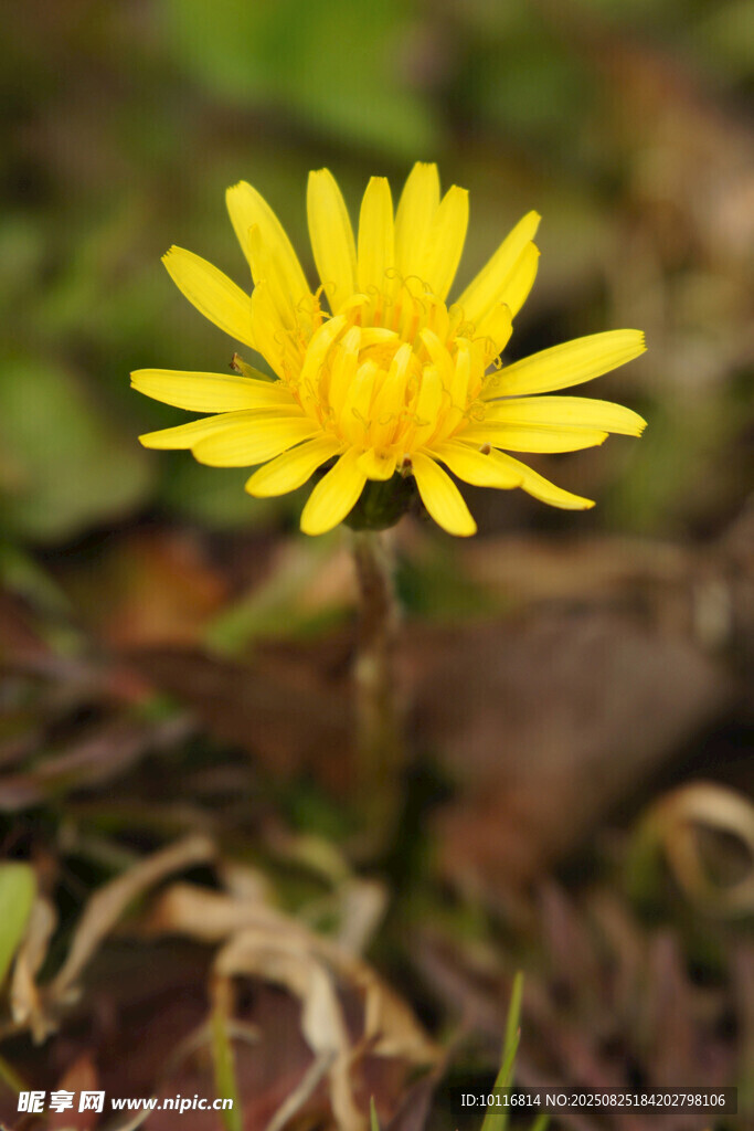 黄色小花
