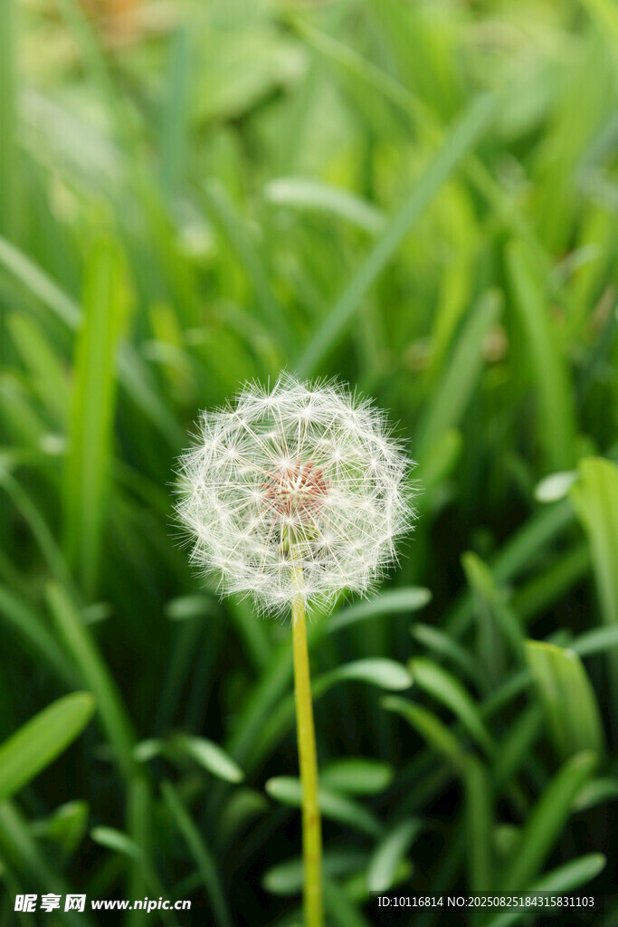 蒲公英