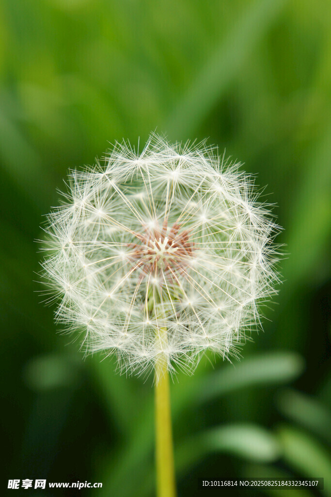 蒲公英