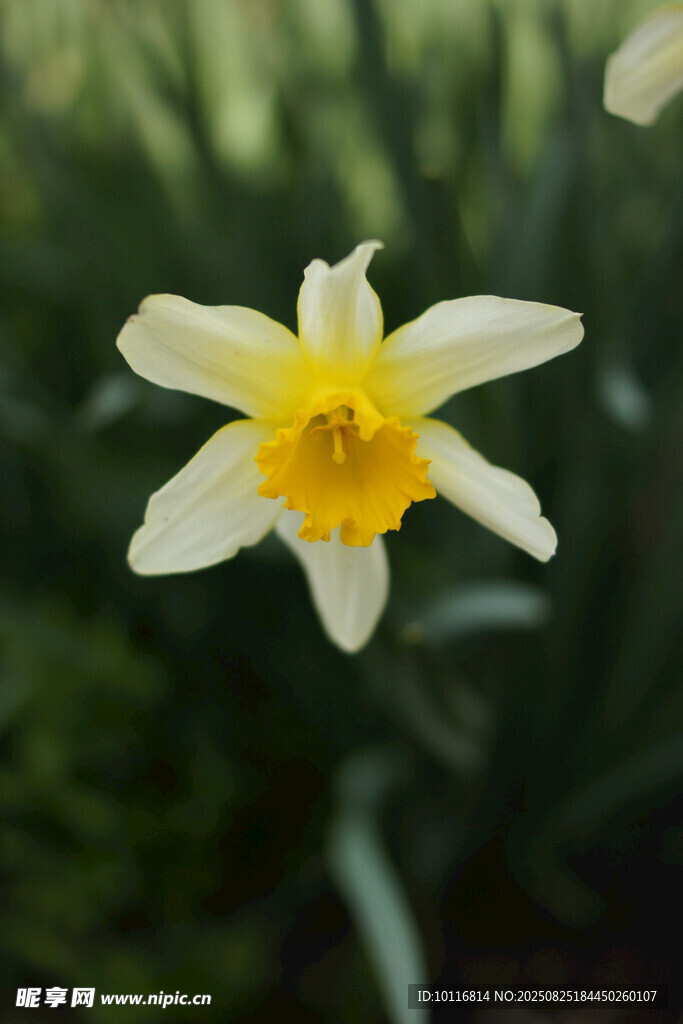 水仙花
