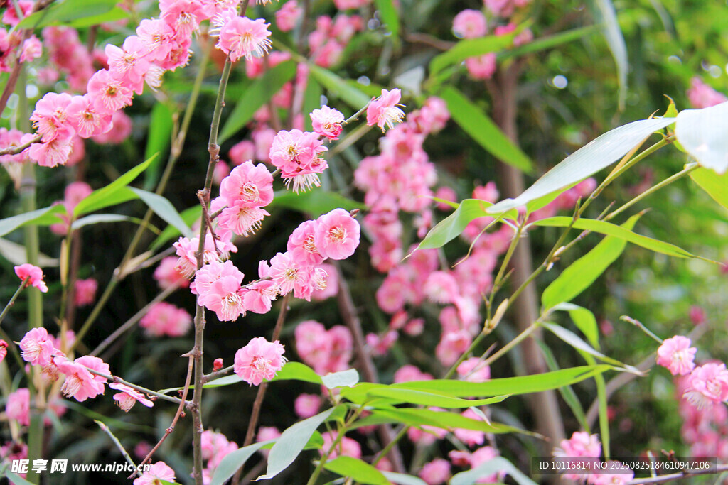 粉色烂漫花