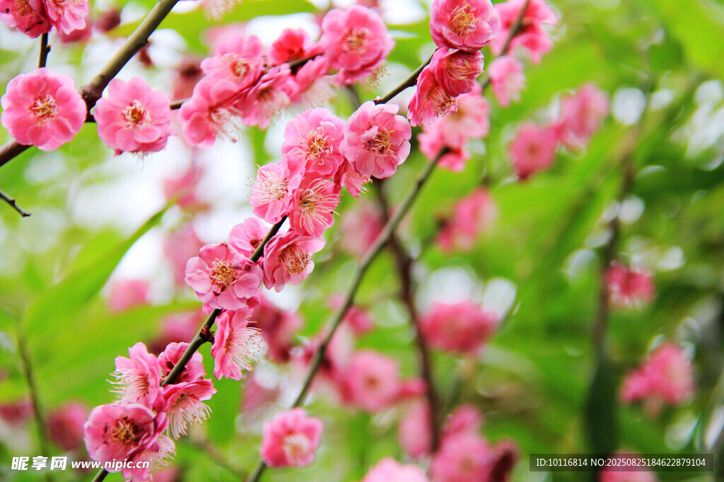 桃花