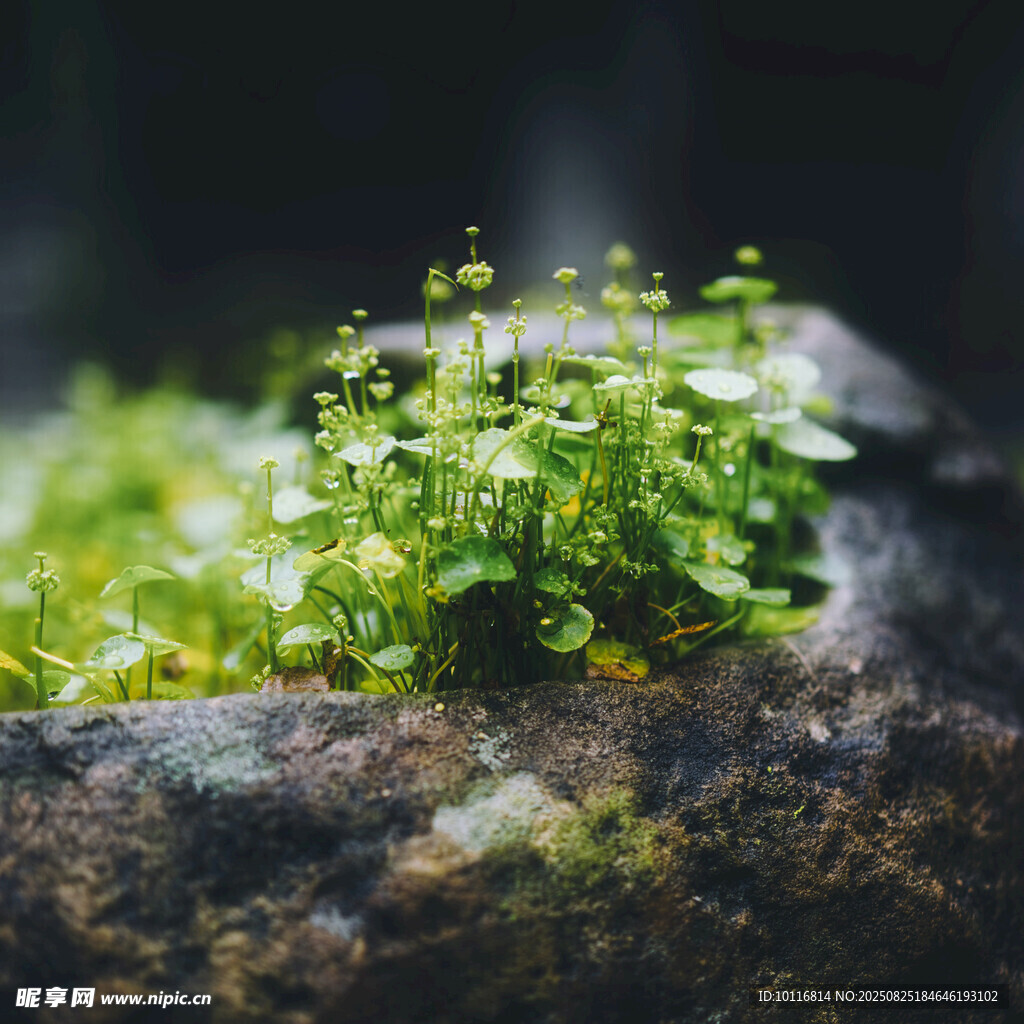 嫩绿植物
