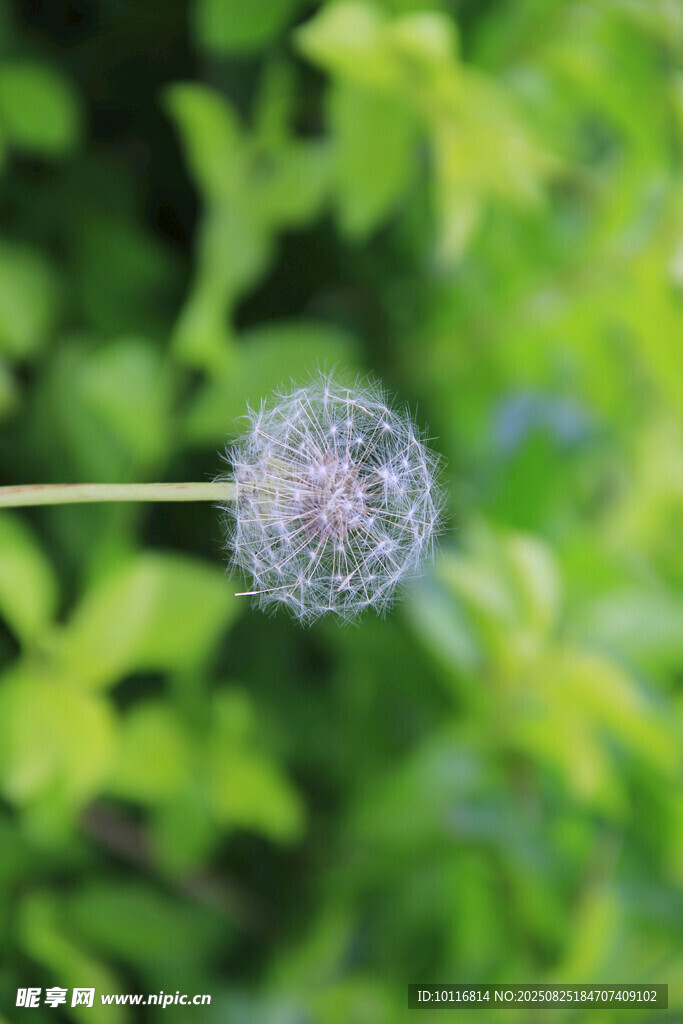 蒲公英