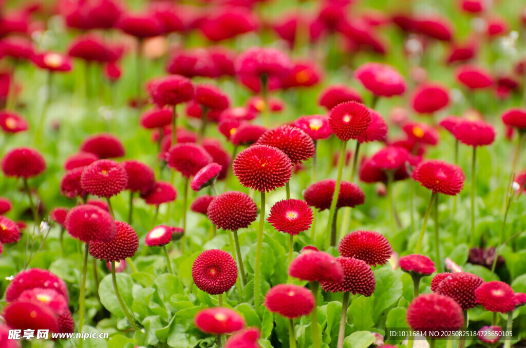 红色绒球花