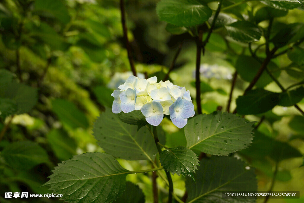 蓝白绣球花