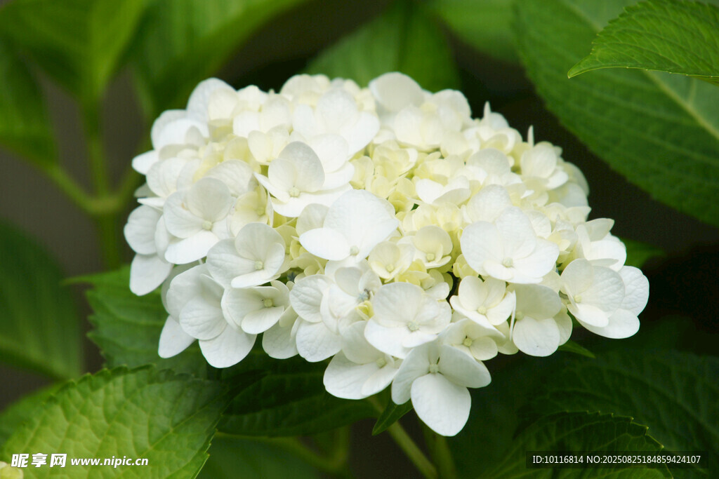 绣球花