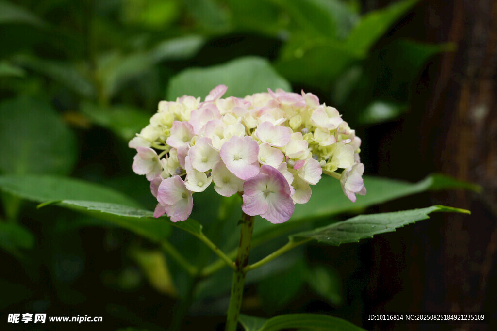 绣球花