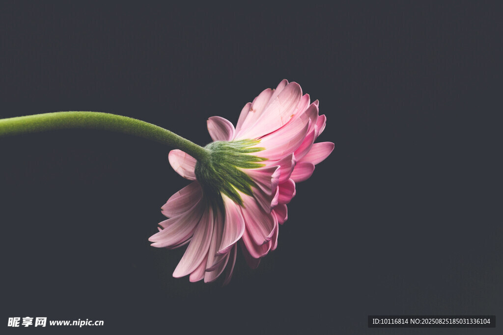 粉色雏菊