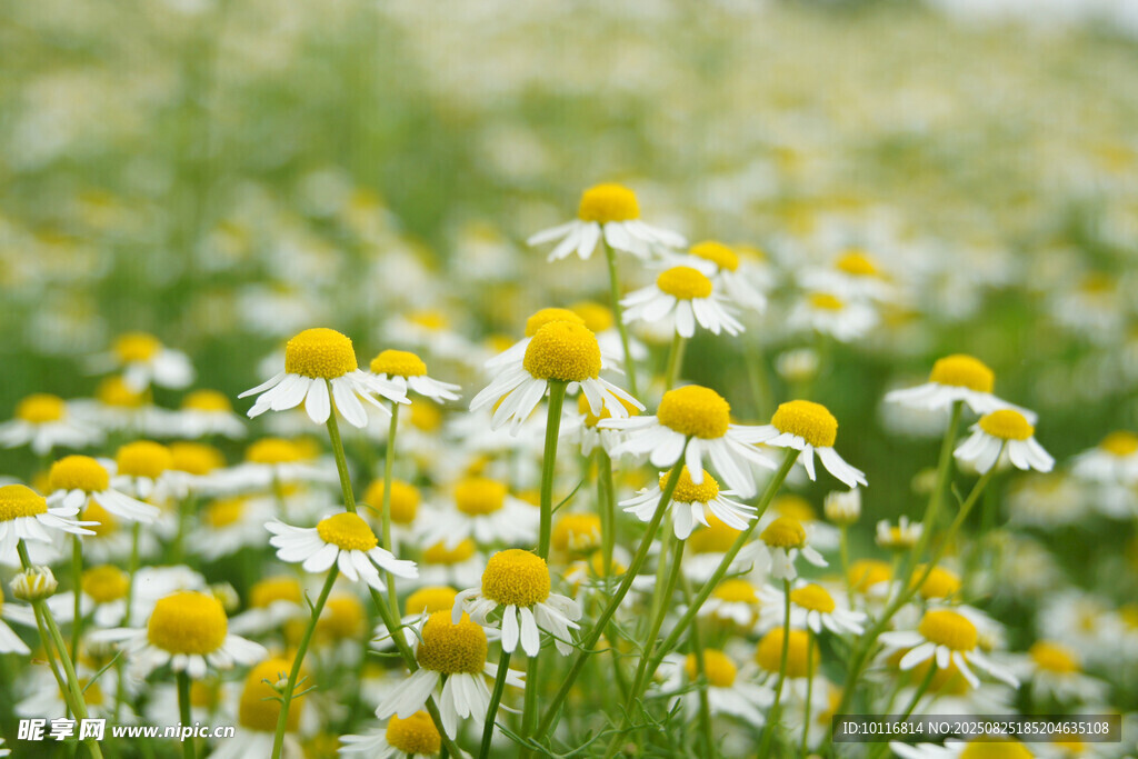 雏菊