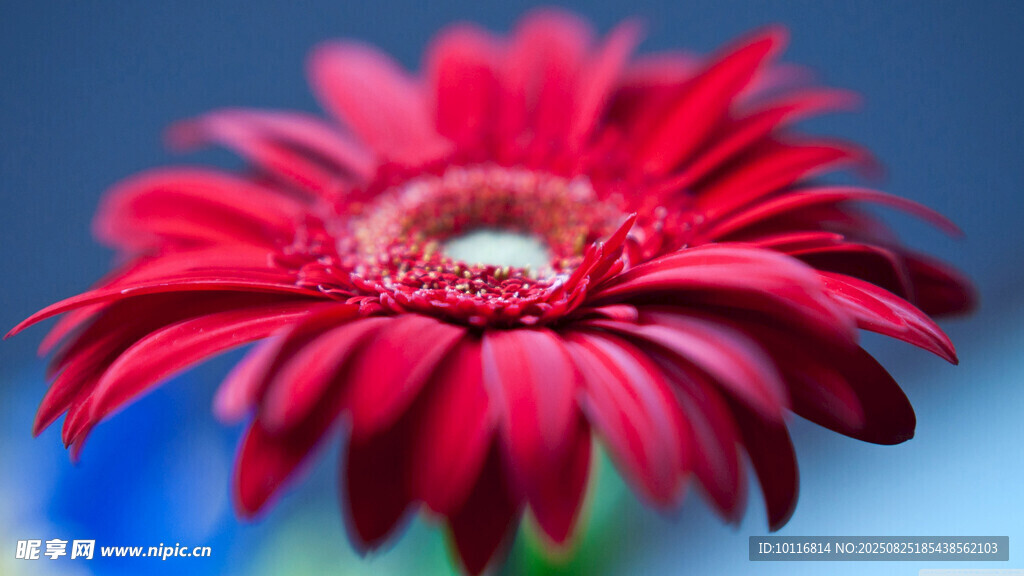 红非洲菊