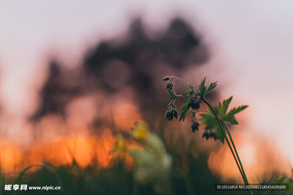 草丛小花