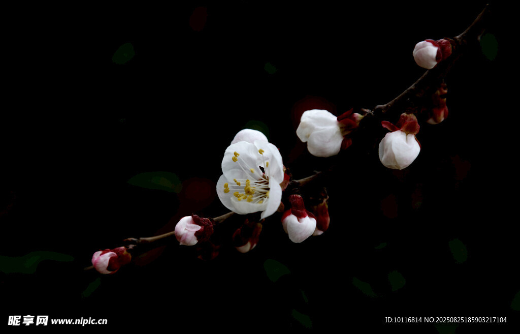 白梅花