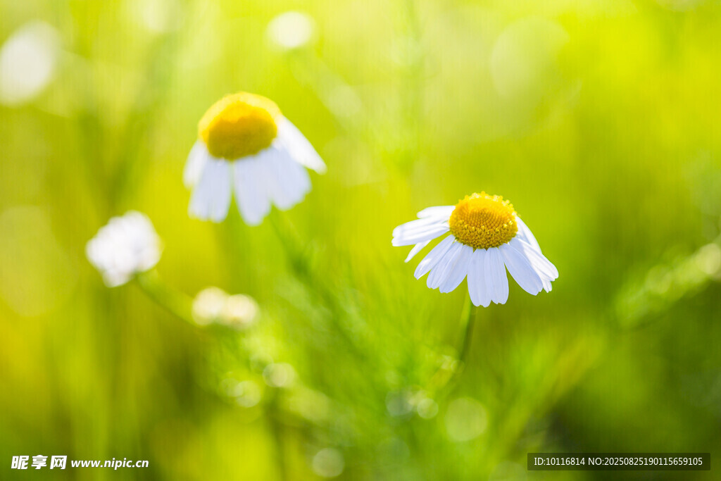 雏菊