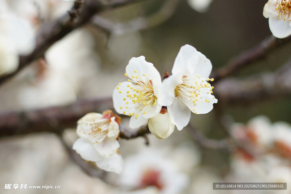 梅花