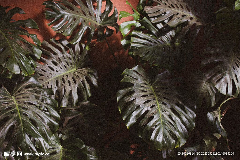 蕨类植物