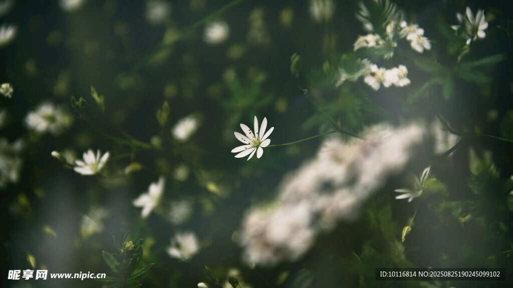 清新雏菊