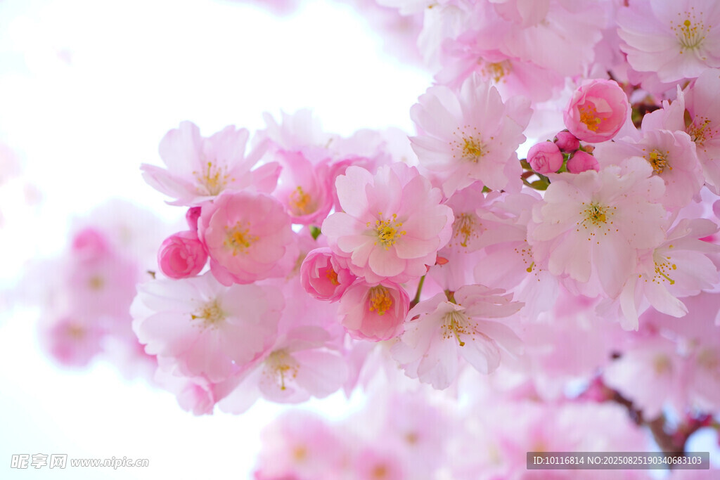 粉色樱花