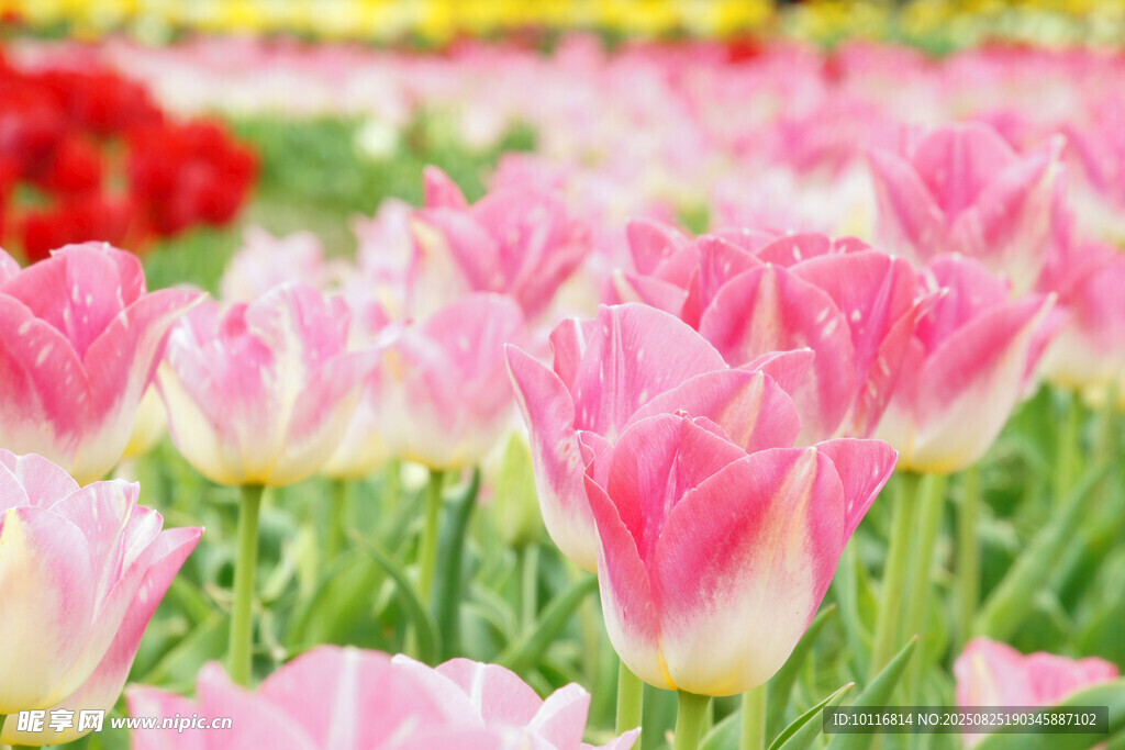 粉郁金香花