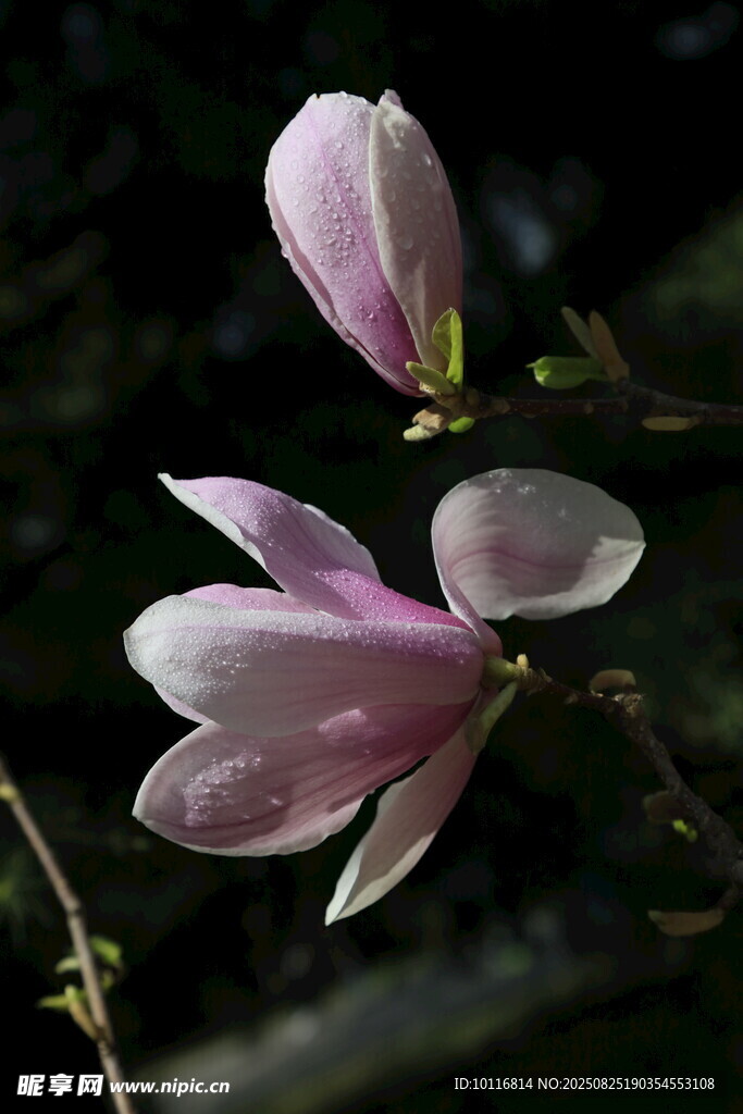 玉兰花
