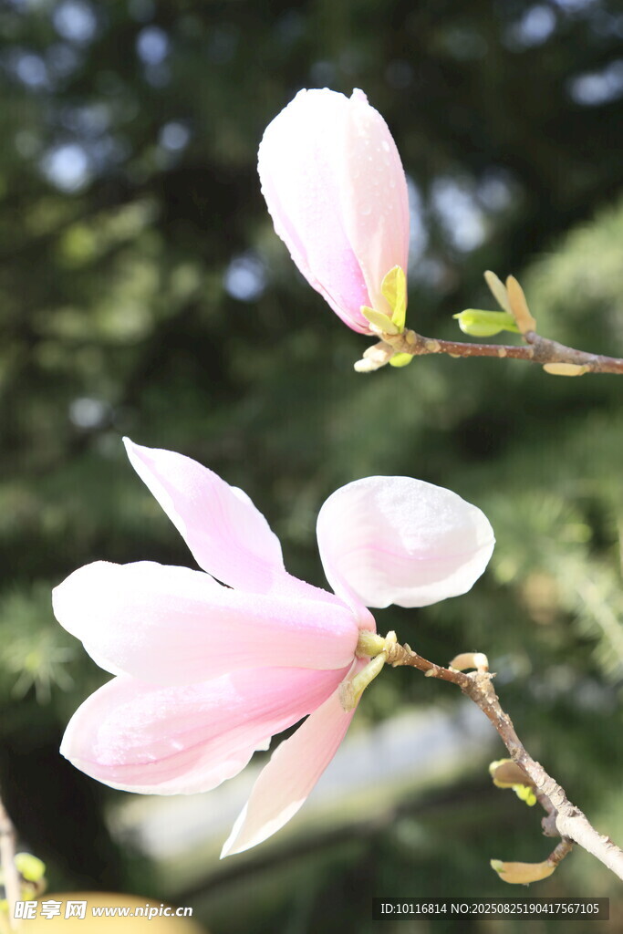 玉兰花枝