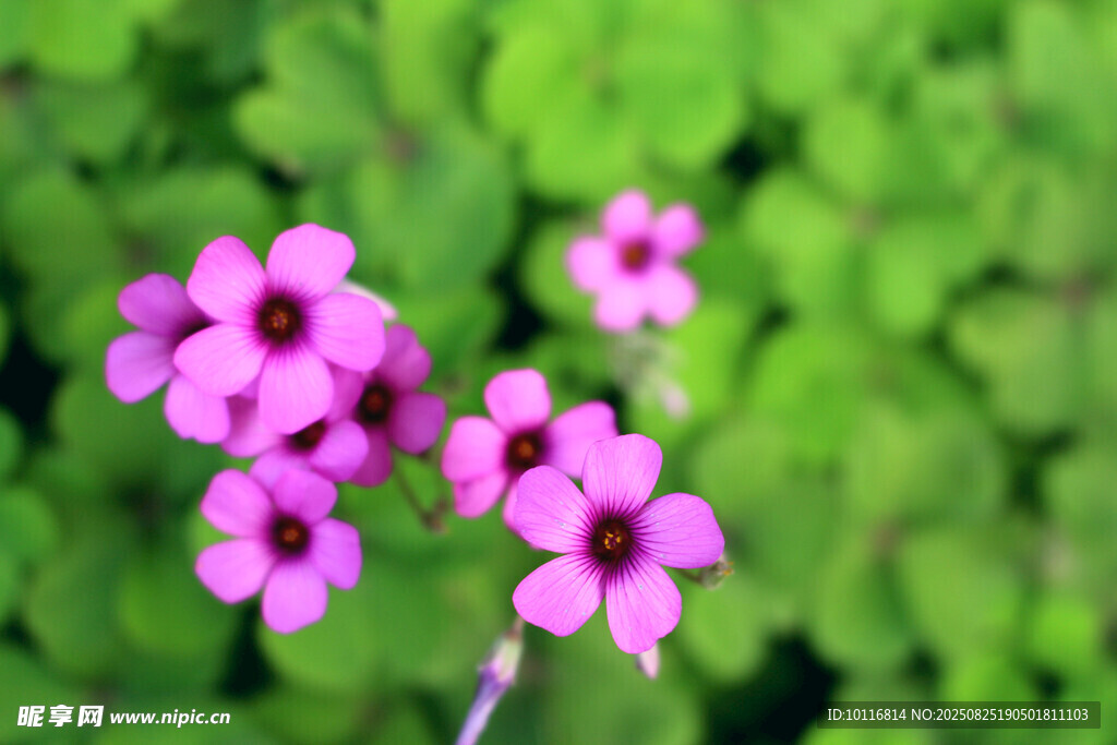 粉色小花