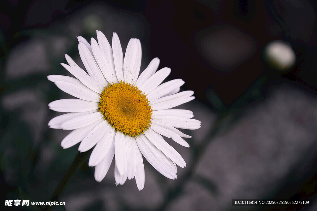 白色雏菊