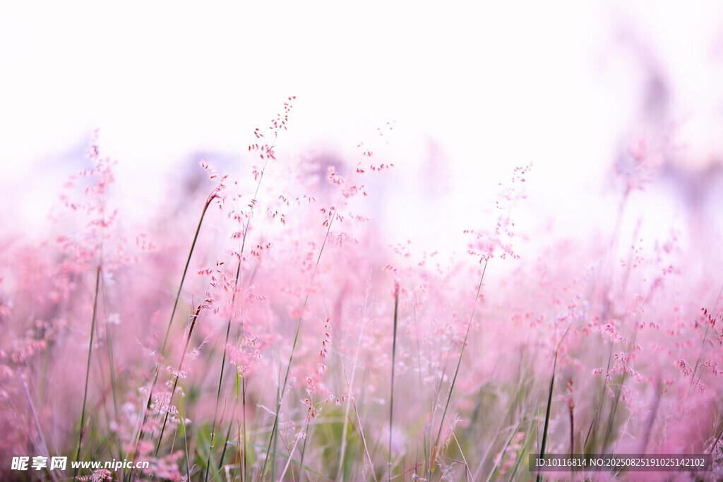 紫色小花