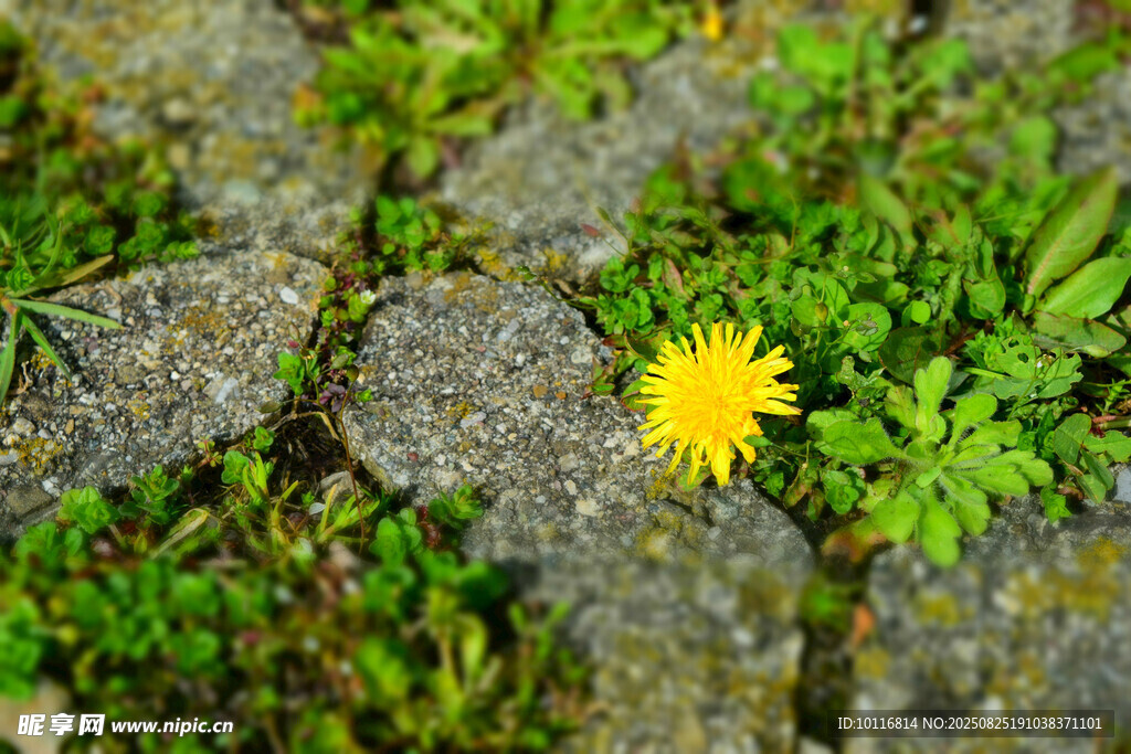 黄色小花