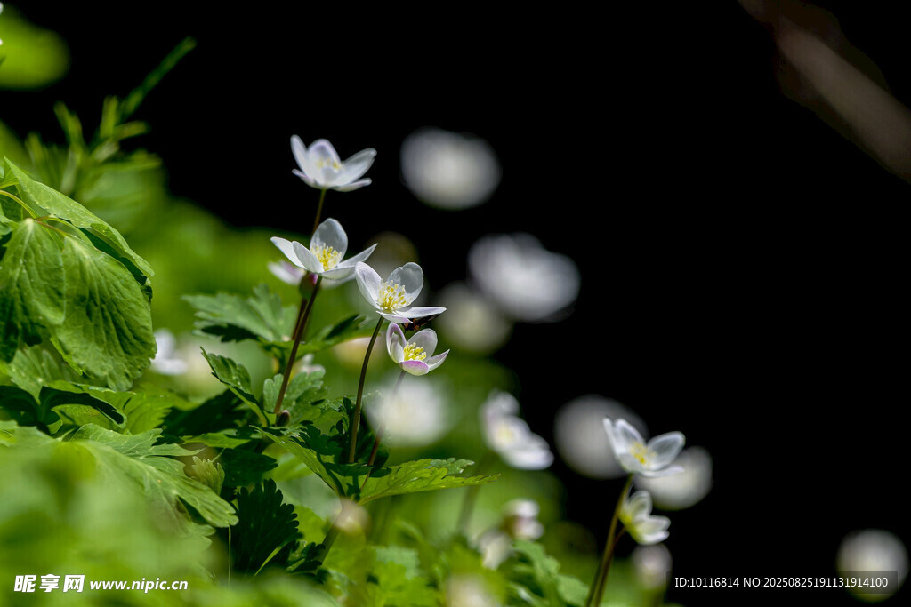 小白花