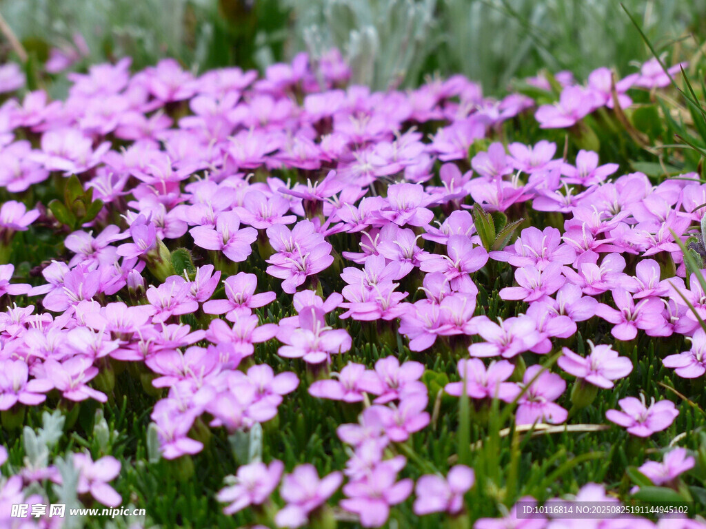 紫花小花