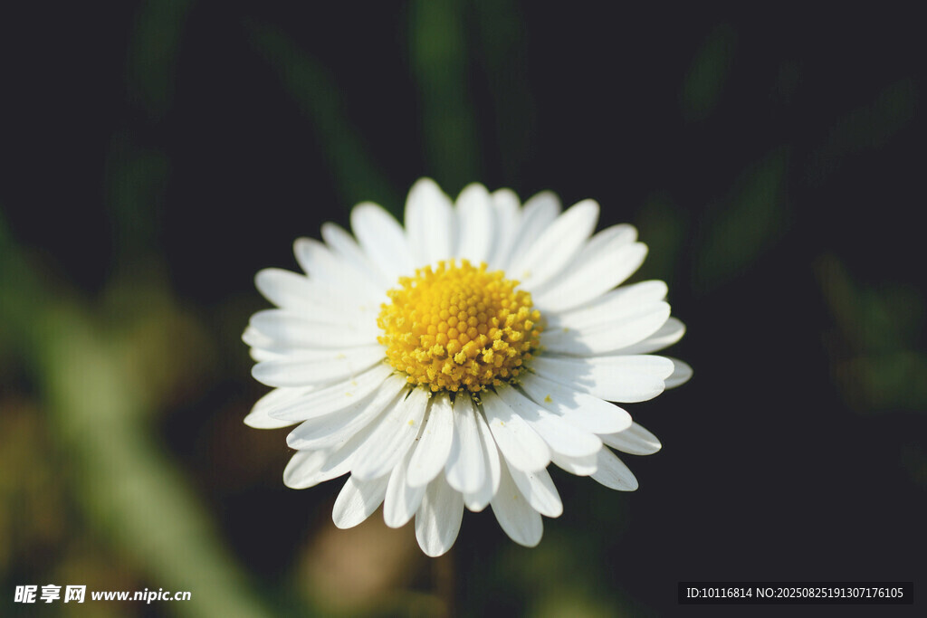 白色雏菊