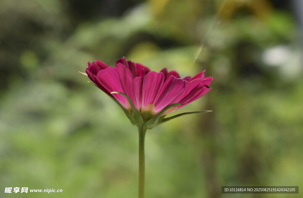 粉红色格桑花