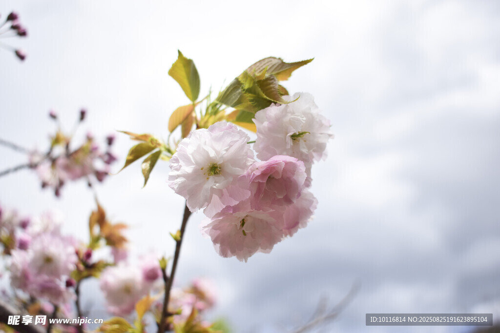 粉嫩樱花