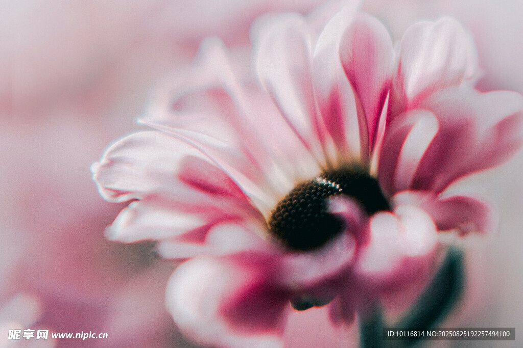 粉色菊花