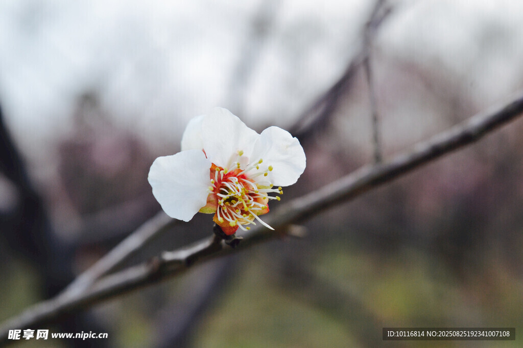洁白花朵