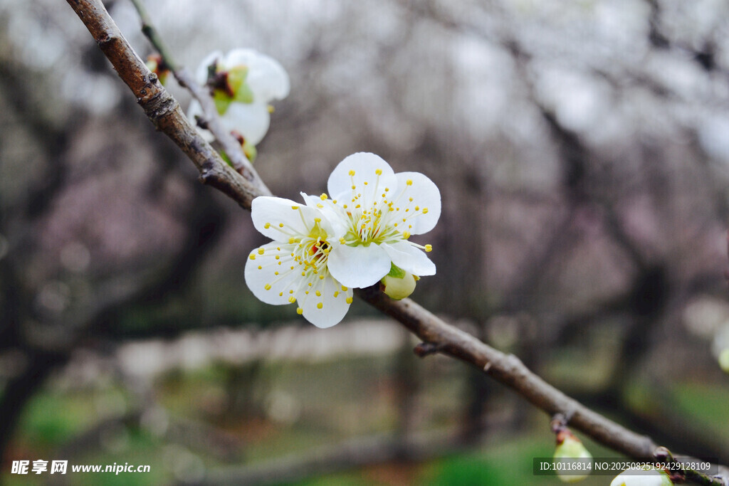 白梅花