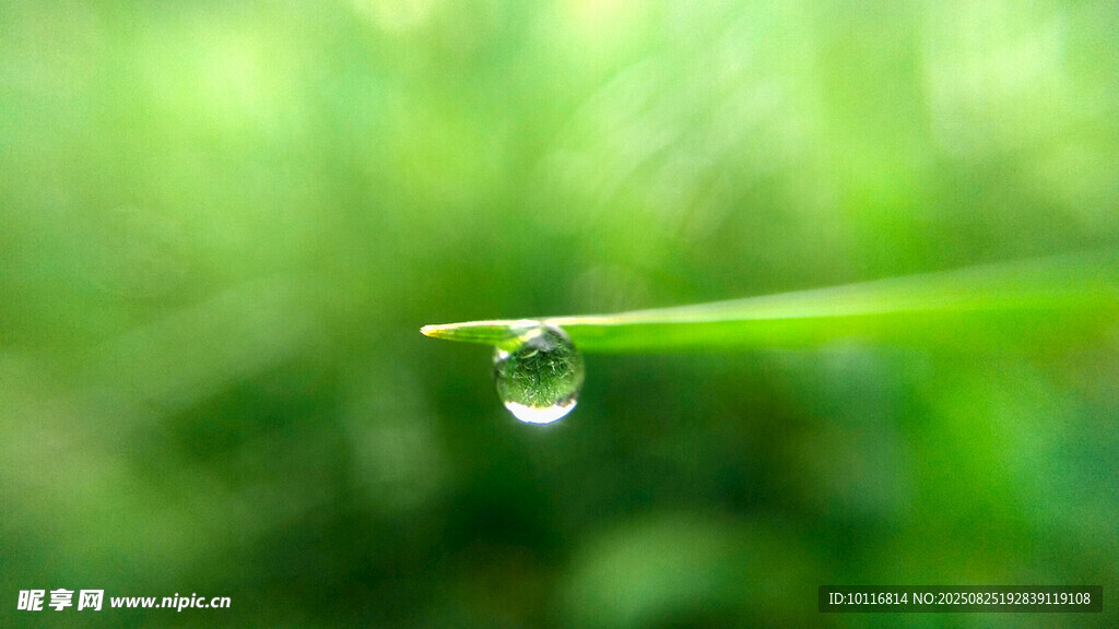 草尖露珠