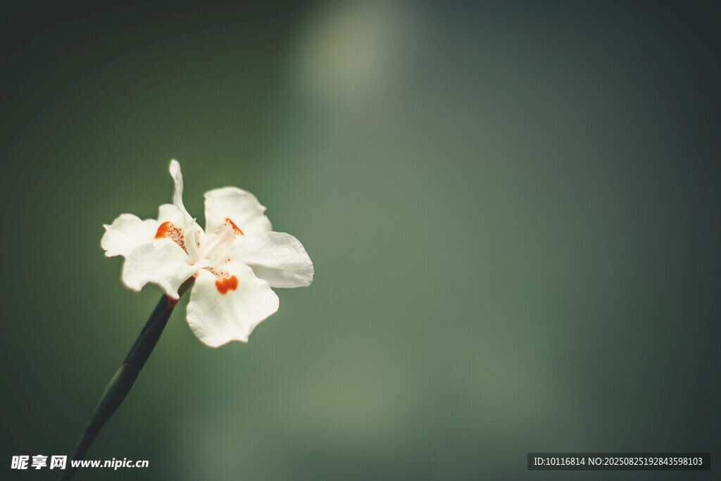 水仙花