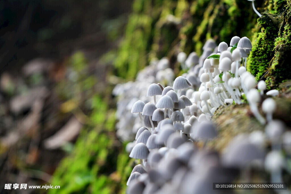 野生蘑菇