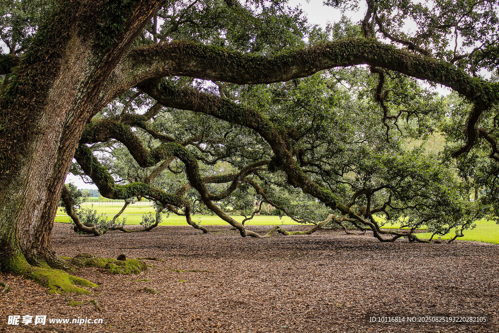 古老橡树
