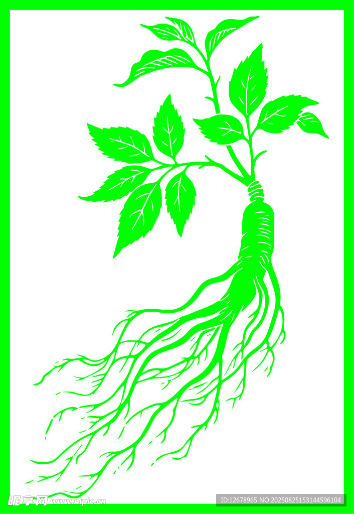 手绘绿色人参矢量线稿