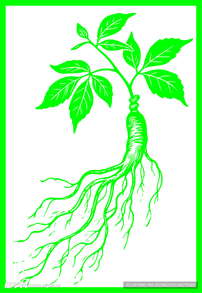 手绘人参矢量线稿