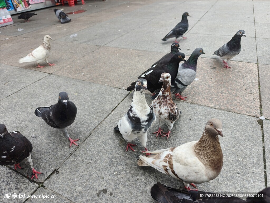 广场上的群鸽