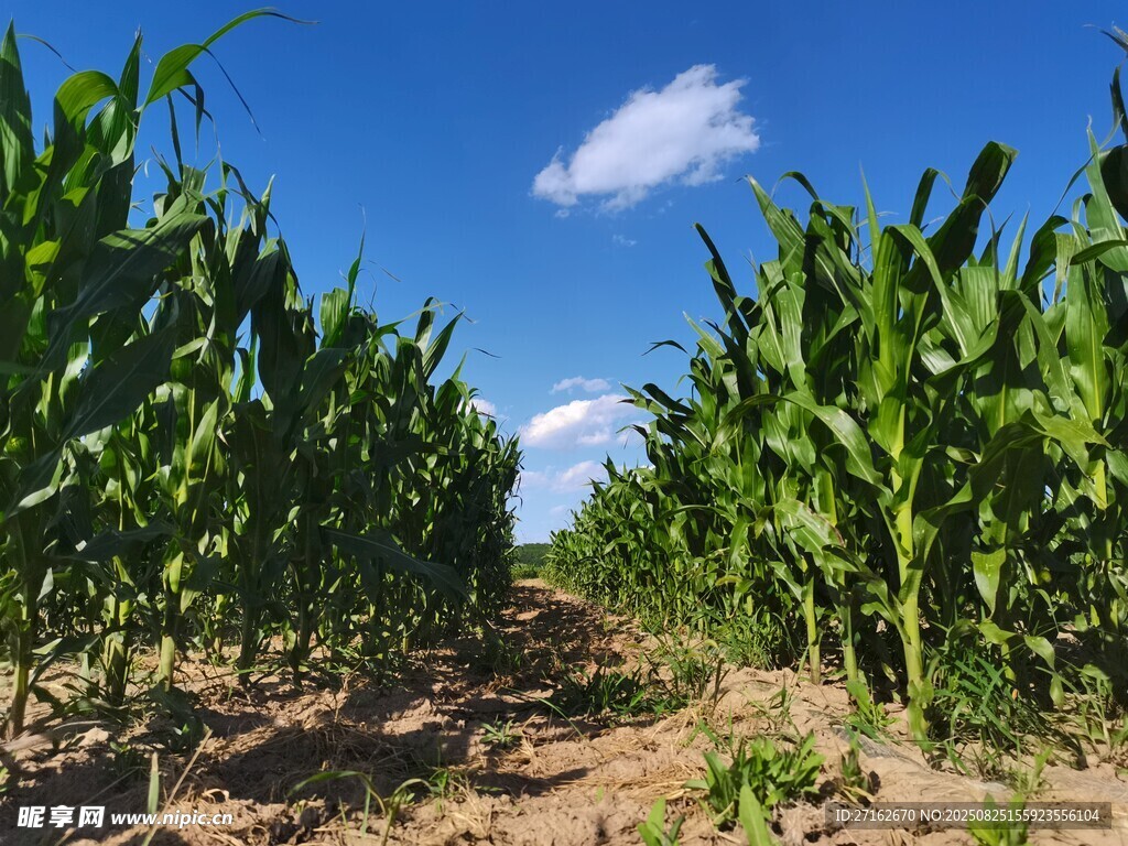 玉米生长