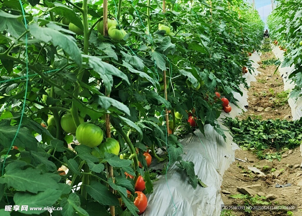 西红柿栽培