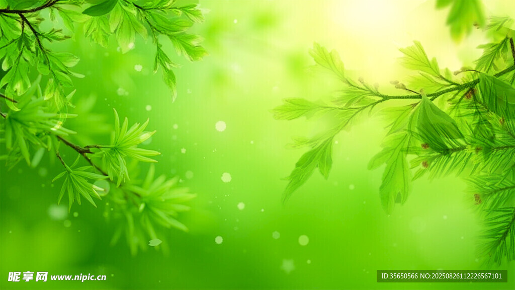 清新嫩绿的春日枝叶