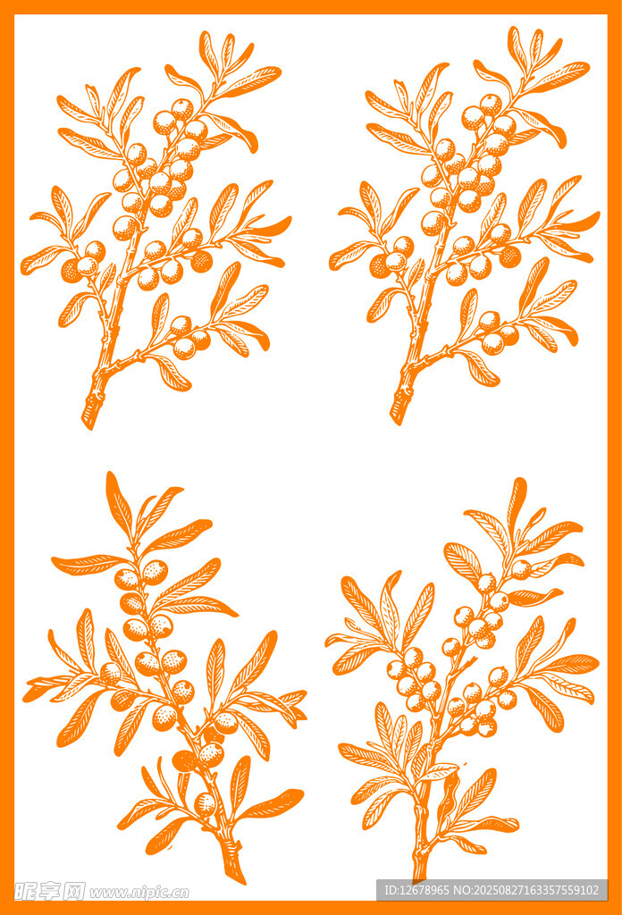 橙色沙棘枝矢量插画设计