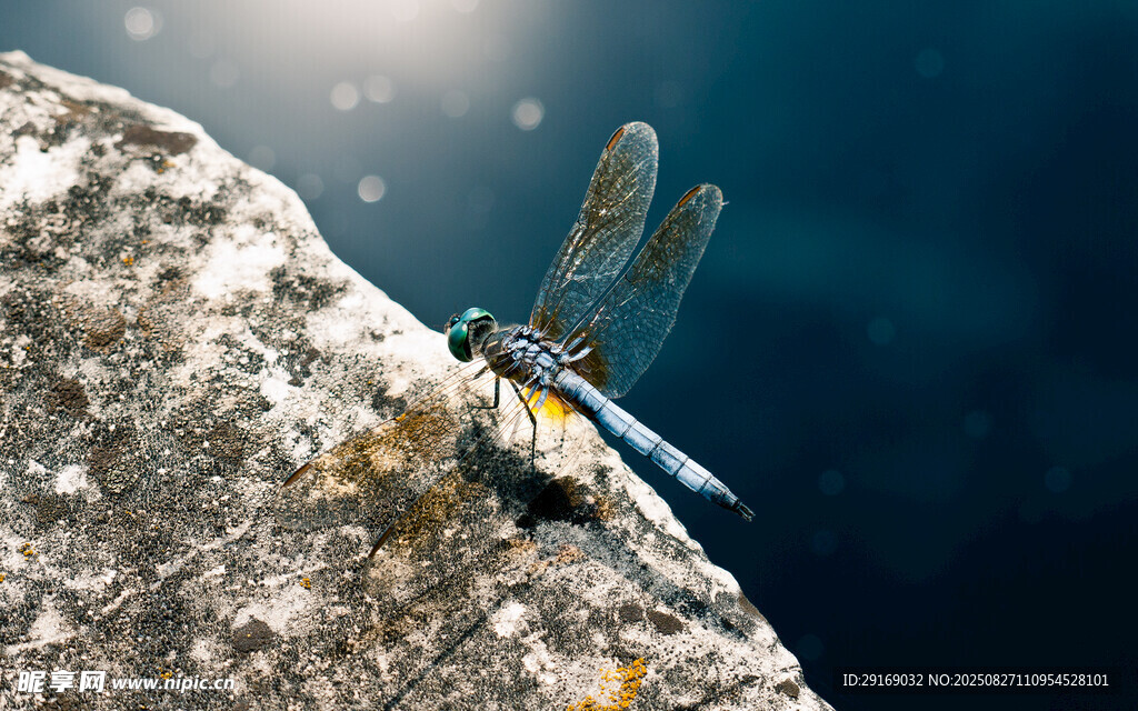 岩石上的美丽蜻蜓