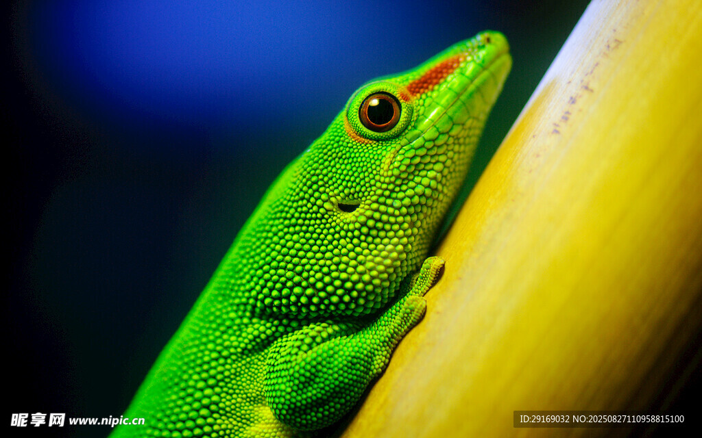 翠绿壁虎攀附黄色物体
